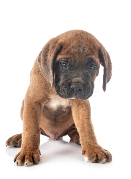 Cachorro cane corso sobre fondo blanco.