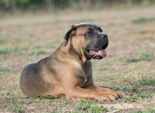 Cachorro Cane Corso