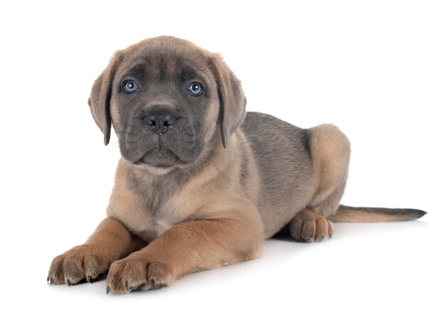 Cachorro Cane Corso