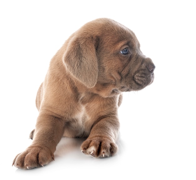 Cachorro Cane Corso