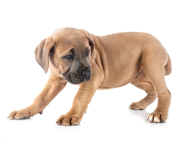 cachorro cane corso