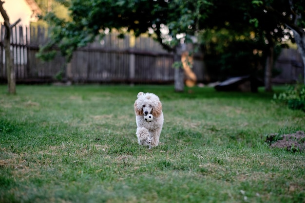 Un cachorro de caniche enano corre con una pelota para jugar con el dueño