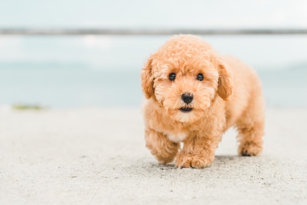 Un cachorro de caniche marrón en la playa.
