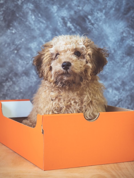 Cachorro de caniche pequeño está en una caja de regalo sobre fondo grunge