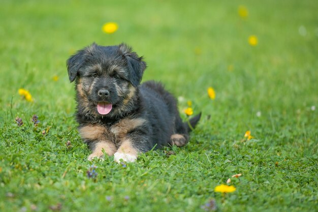 Cachorro cão pastor Bergamasco