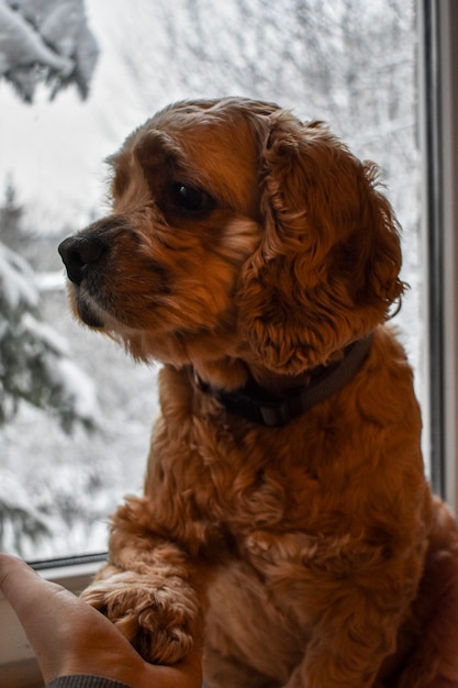 Cachorro carinhoso cocker spaniel