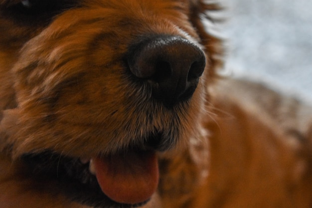 Cachorro carinhoso cocker spaniel