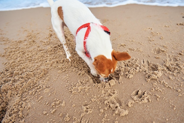 Cachorro cava areia na praia do mar, animal de estimação ativo brinca ao ar livre