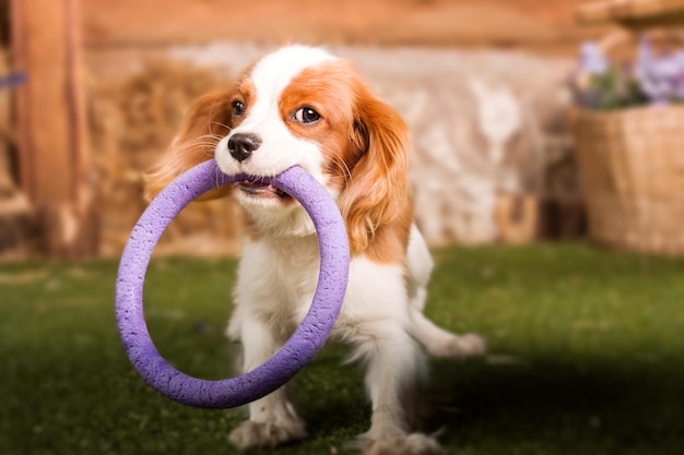 Cachorro Cavalier King Charles Spaniel jugando con juguete dentro