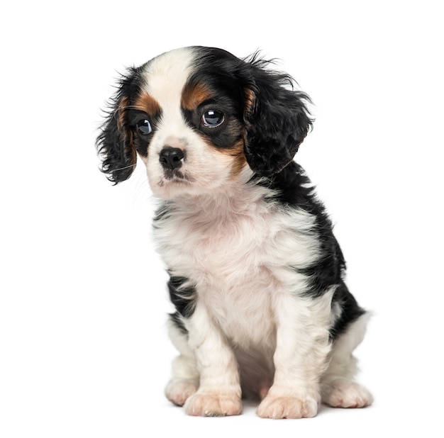 Cachorro Cavalier King Charles Spaniel