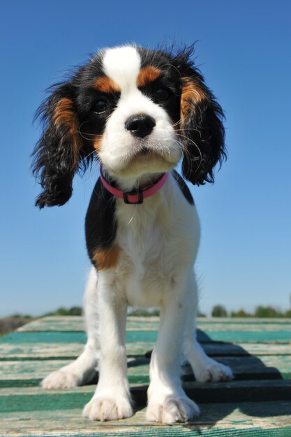 Cachorro Cavalier King Charles