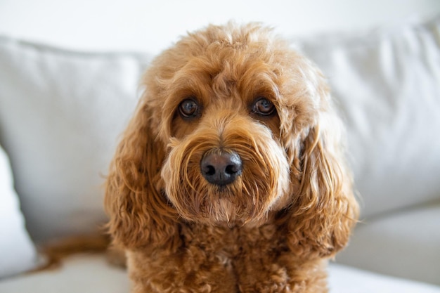 Cachorro cavapoo no sofá raça mista de cavalier king charles spaniel e poodle