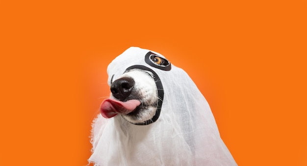 Foto cachorro celebrando halloween disfrazado de fantasma lamiendo sus labios con lengua aislado sobre fondo naranja