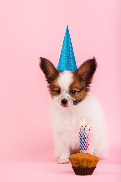 Cachorro celebrando su cumpleaños