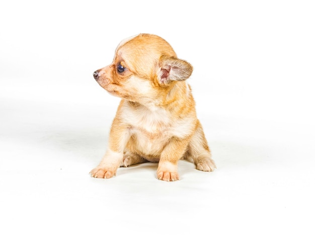 Cachorro chihuahua 3 meses frente a un Fondo blanco