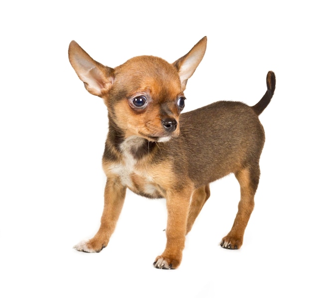 Cachorro chihuahua 3 meses frente a un Fondo blanco