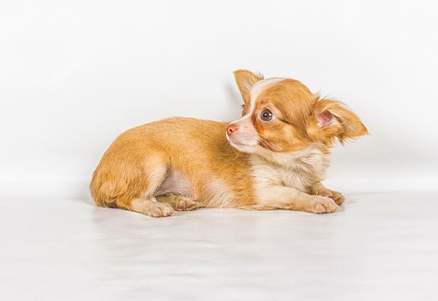 Cachorro chihuahua 3 meses frente a un Fondo blanco