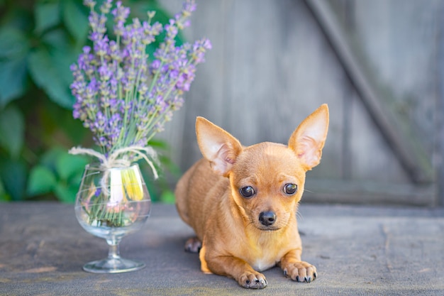 Un cachorro de Chihuahua amarillo se encuentra en una mesa de madera