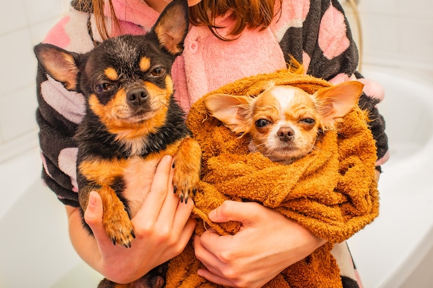 Foto cachorro chihuahua branco após o banho na toalha marrom e cachorro chihuahua adulto preto após o banho. cachorros