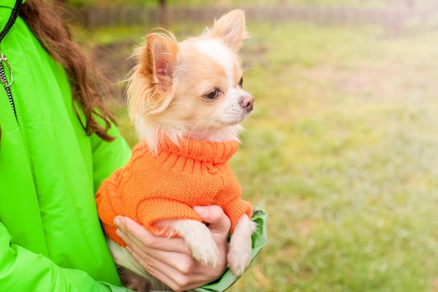 Cachorro Chihuahua branco em um suéter laranja nos braços de uma menina Animal de estimação