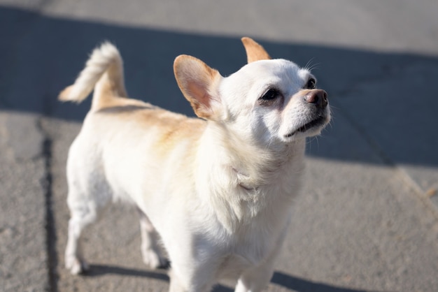 Cachorro chihuahua branco pequeno com orelhas marrons