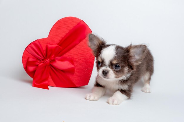 un cachorro chihuahua con una caja de regalos en forma de corazón sobre un fondo blanco