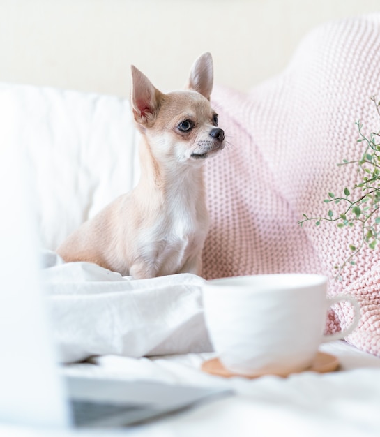 Cachorro chihuahua coberto por um cobertor com uma xícara de chá quente ou café