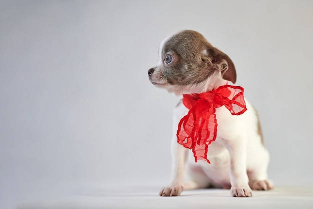 Cachorro chihuahua com laço vermelho