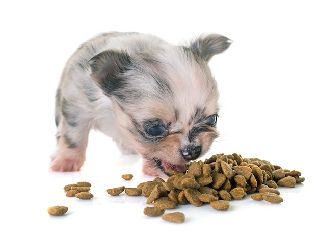 Cachorro chihuahua comendo