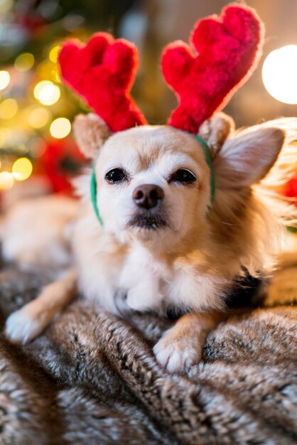 Cachorro chihuahua de pele marrom bonito usa traje vermelho de rena e suéter pano de inverno sente-se relaxe casual sorrindo felicidade alegre no sofá sofá com fundo de bokeh de luz de árvore de natal