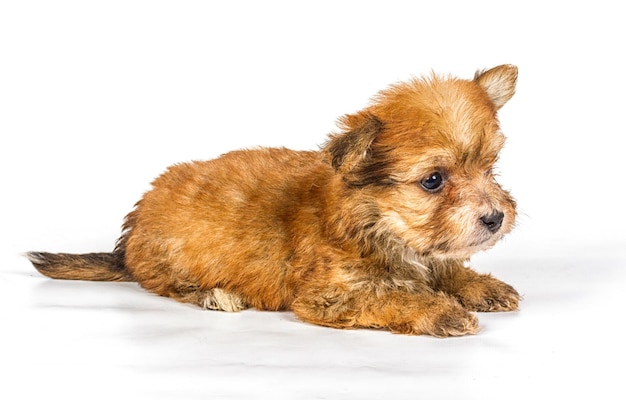 Cachorro chihuahua delante de un fondo blanco