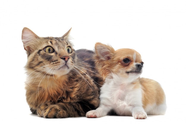 Foto cachorro chihuahua e gato