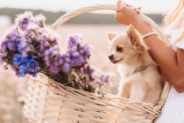 Cachorro chihuahua em uma cesta de flores nas mãos de uma garota em um campo