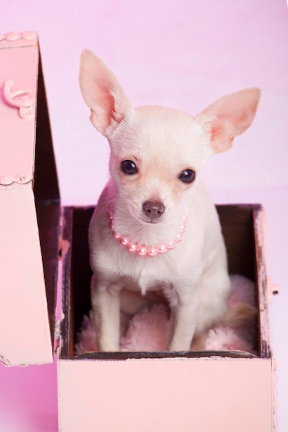 Cachorro chihuahua escondido en un baúl con fondo rosa