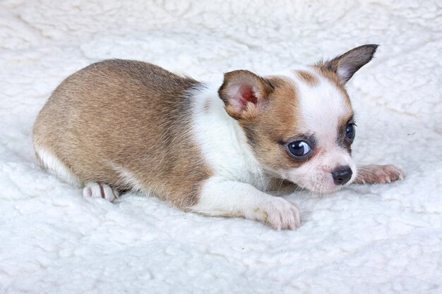 Cachorro chihuahua en estudio