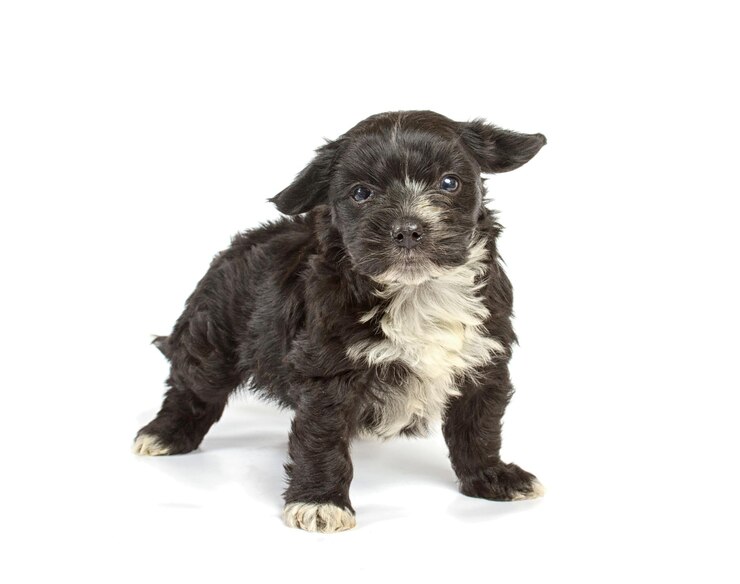 Foto cachorro chihuahua en estudio