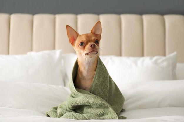 Cachorro Chihuahua fofo enrolado em toalha na cama Hotel que aceita animais de estimação