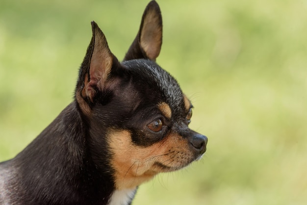 Cachorro chihuahua fofo sentado no parque