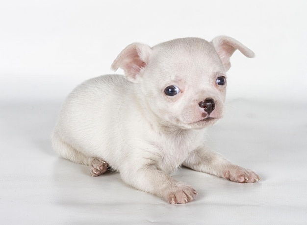 Cachorro chihuahua frente a un Fondo blanco