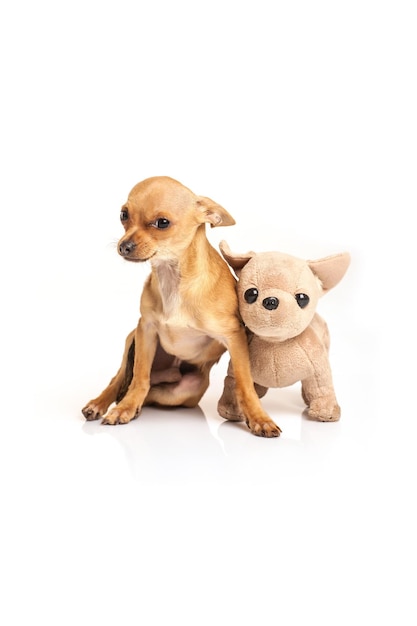 Cachorro Chihuahua junto com brinquedo de pelúcia idêntico a ele no fundo branco do estúdio