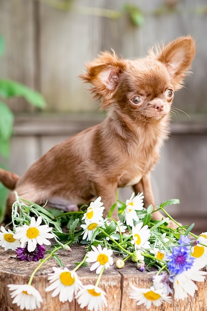 Cachorro chihuahua marrón peludo de pie fuera de las flores cerca del enfoque selectivo