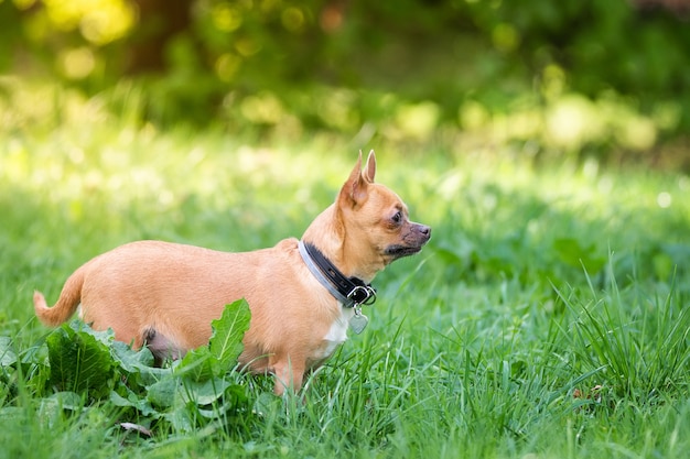 Cachorro chihuahua na grama