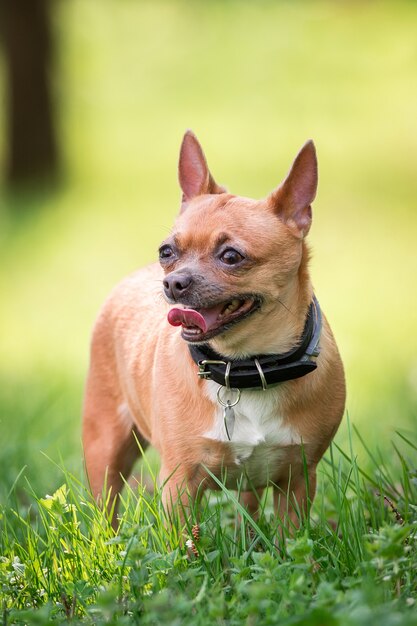 Cachorro chihuahua na grama