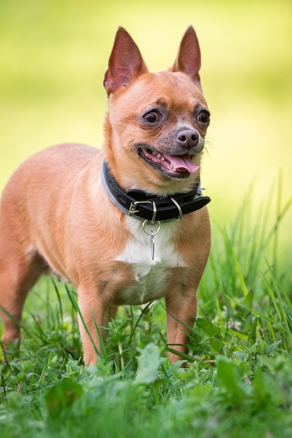 Cachorro chihuahua na grama