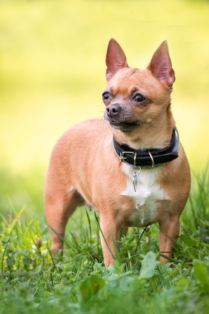 Cachorro chihuahua na grama