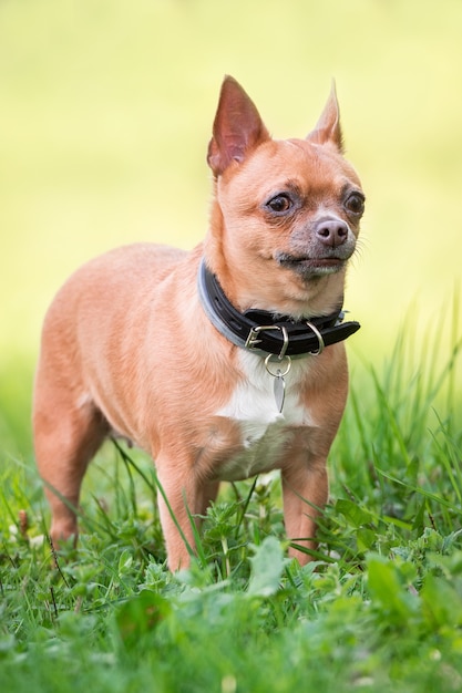 Cachorro chihuahua na grama