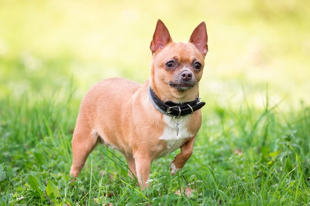 Cachorro chihuahua na grama