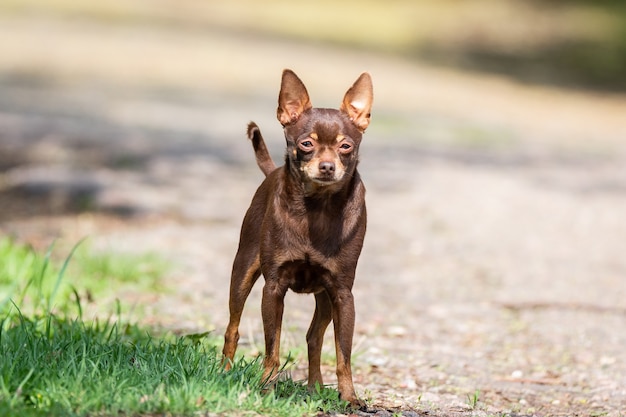 Cachorro chihuahua na grama