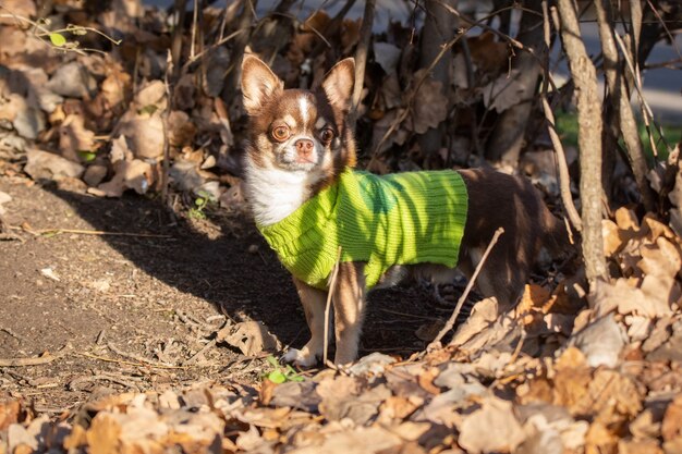 Cachorro chihuahua na grama