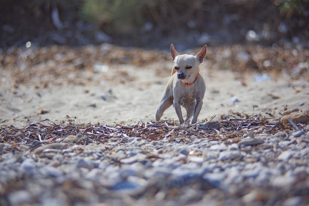 Cachorro chihuahua na praia durante as férias